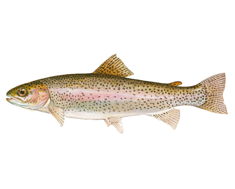 Rainbow trout