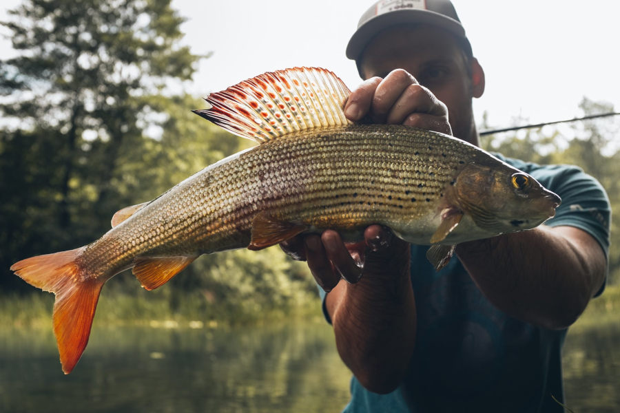 grayling Slunjčica river